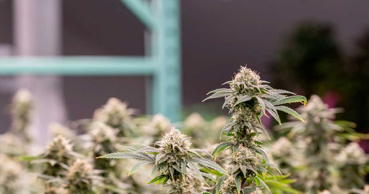 Cannabielsoxa