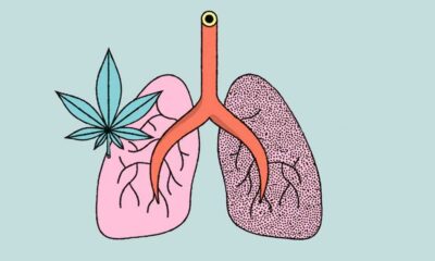 Etude sur l'effet du cannabis et du tabac sur le poumon