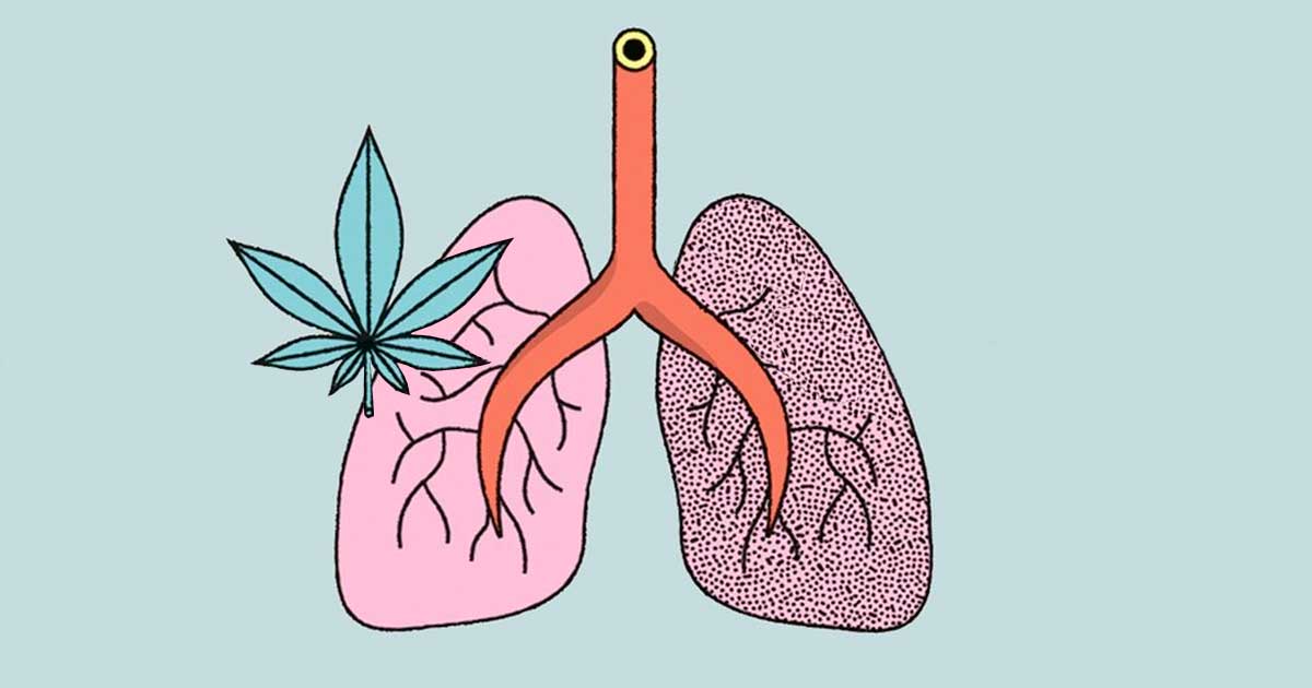 Etude sur l'effet du cannabis et du tabac sur le poumon