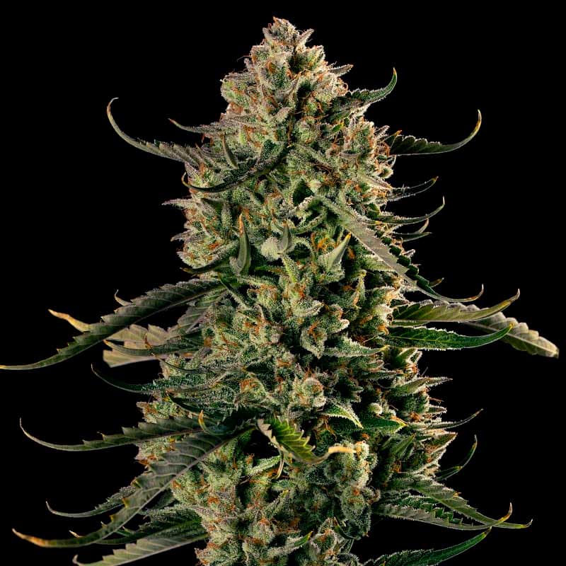 La Mac Dawg Auto