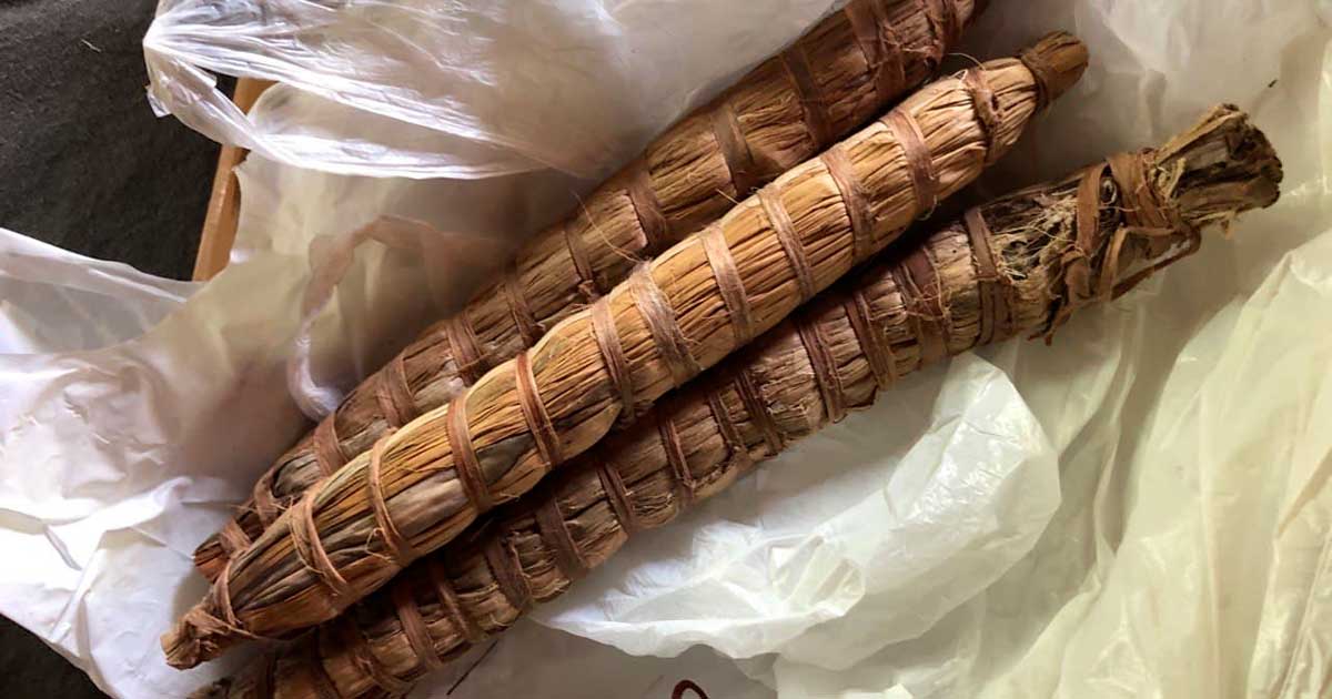 Malawi Cob