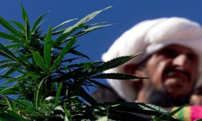 Chanvre et cannabis médical au Pakistan