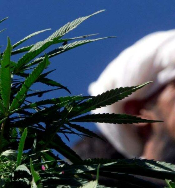 Chanvre et cannabis médical au Pakistan