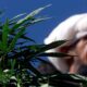 Chanvre et cannabis médical au Pakistan