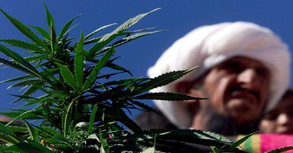Chanvre et cannabis médical au Pakistan