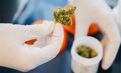 Cannabis en pharmacie en Allemagne