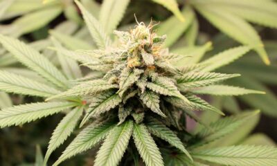 Pangénome du cannabis
