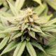 Pangénome du cannabis