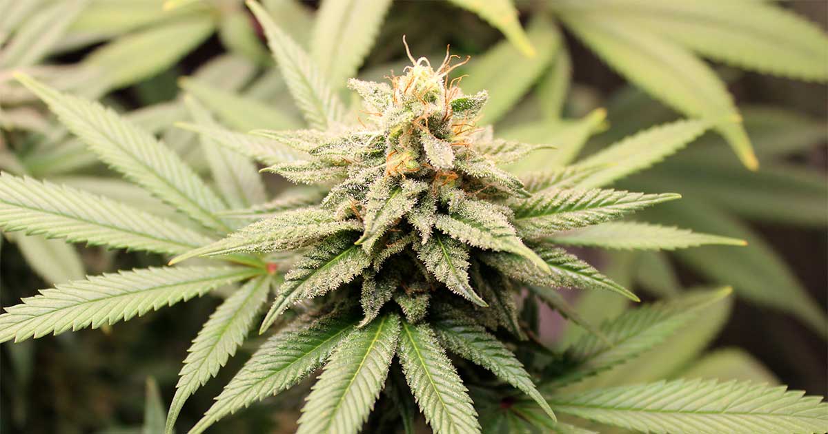 Pangénome du cannabis