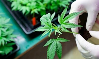 CBD et CBDV antifongique