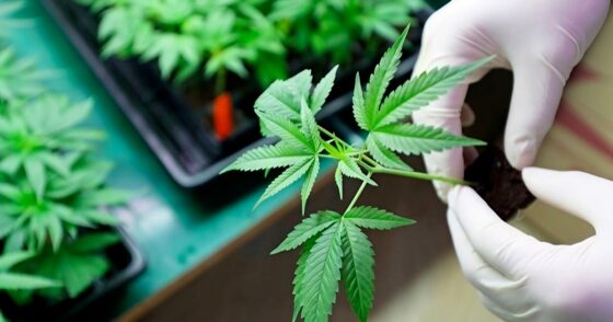 Le CBD et le CBDV présentent une puissante activité antifongique