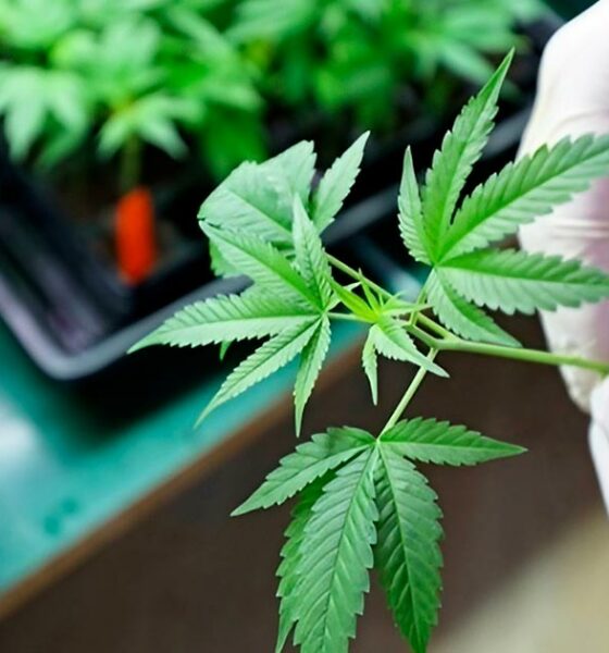 CBD et CBDV antifongique