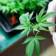 CBD et CBDV antifongique