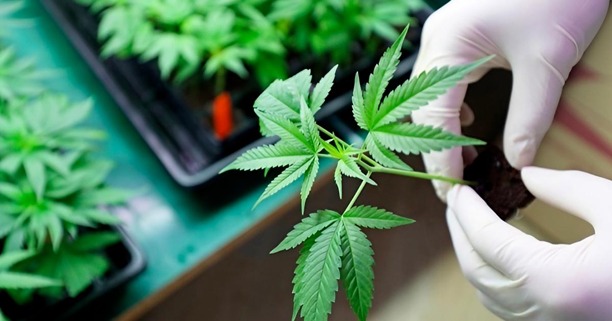 CBD et CBDV antifongique