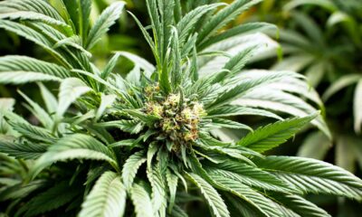 Consommateurs de cannabis en Europe