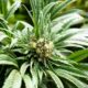 Consommateurs de cannabis en Europe