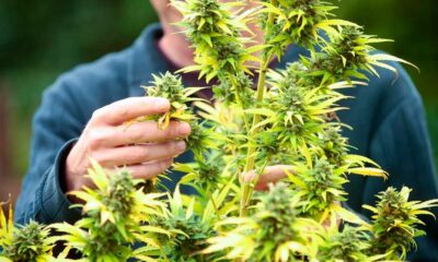 Réussite de la légalisation du cannabis en France