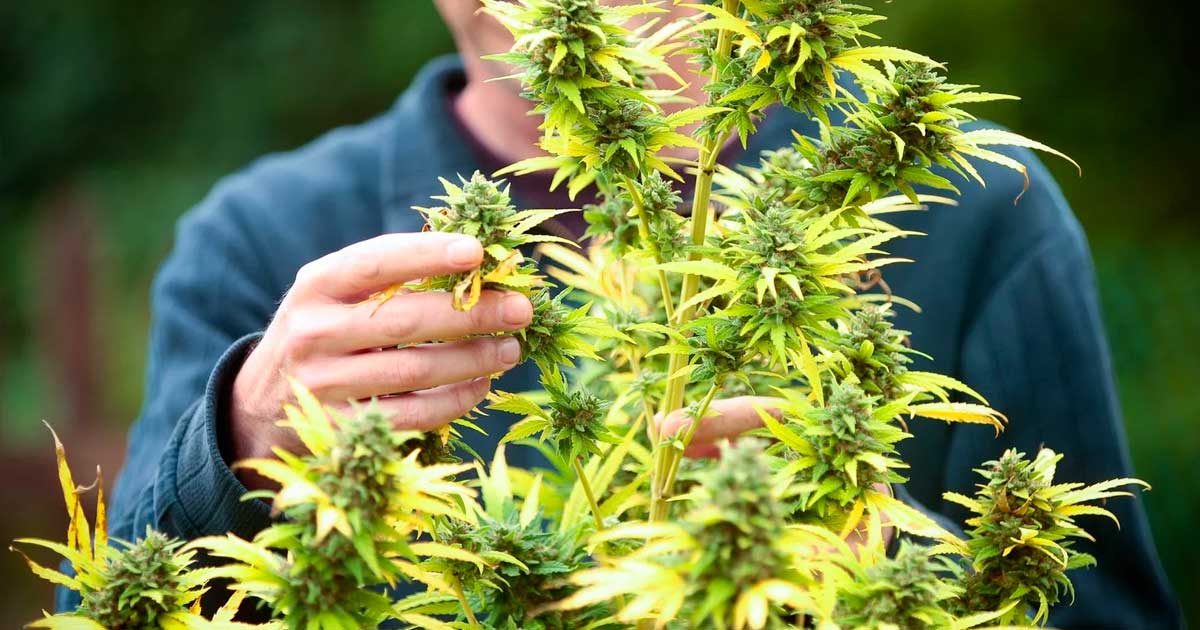 Réussite de la légalisation du cannabis en France
