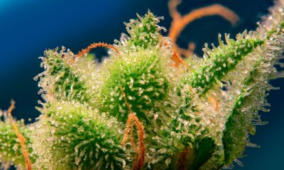 Monster Maker de Sweet Seeds