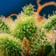 Monster Maker de Sweet Seeds