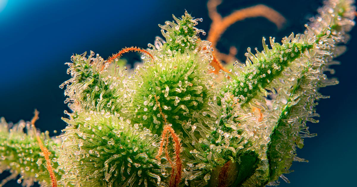 Monster Maker de Sweet Seeds