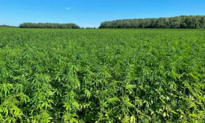 Limite de THC dans le chanvre en Europe