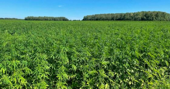 Des députés européens préconisent une limite de 0,5% de THC pour protéger le secteur du chanvre