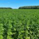 Limite de THC dans le chanvre en Europe