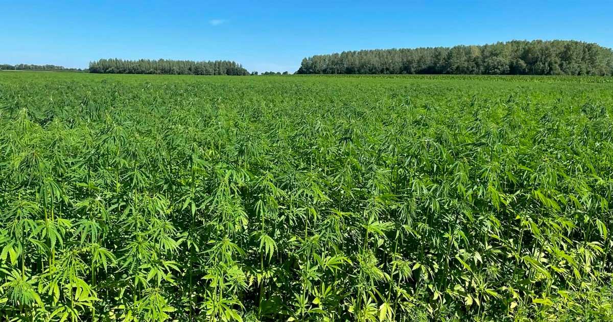 Limite de THC dans le chanvre en Europe