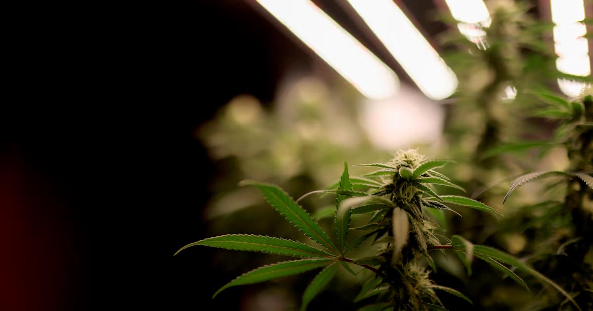 le Sénat tchèque légalise le cannabis