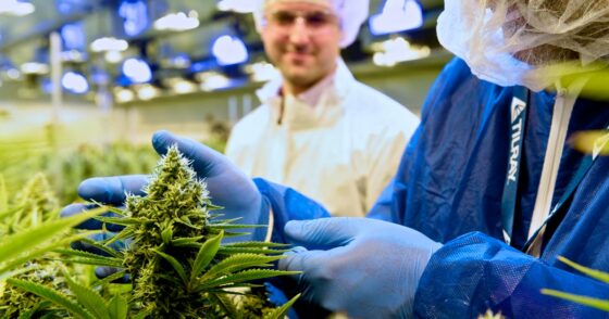 Tilray autorisée à distribuer des fleurs de cannabis médical en Italie