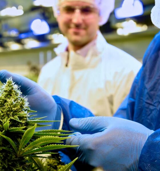 Tilray fournit du cannabis médical en Italie