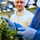 Tilray fournit du cannabis médical en Italie