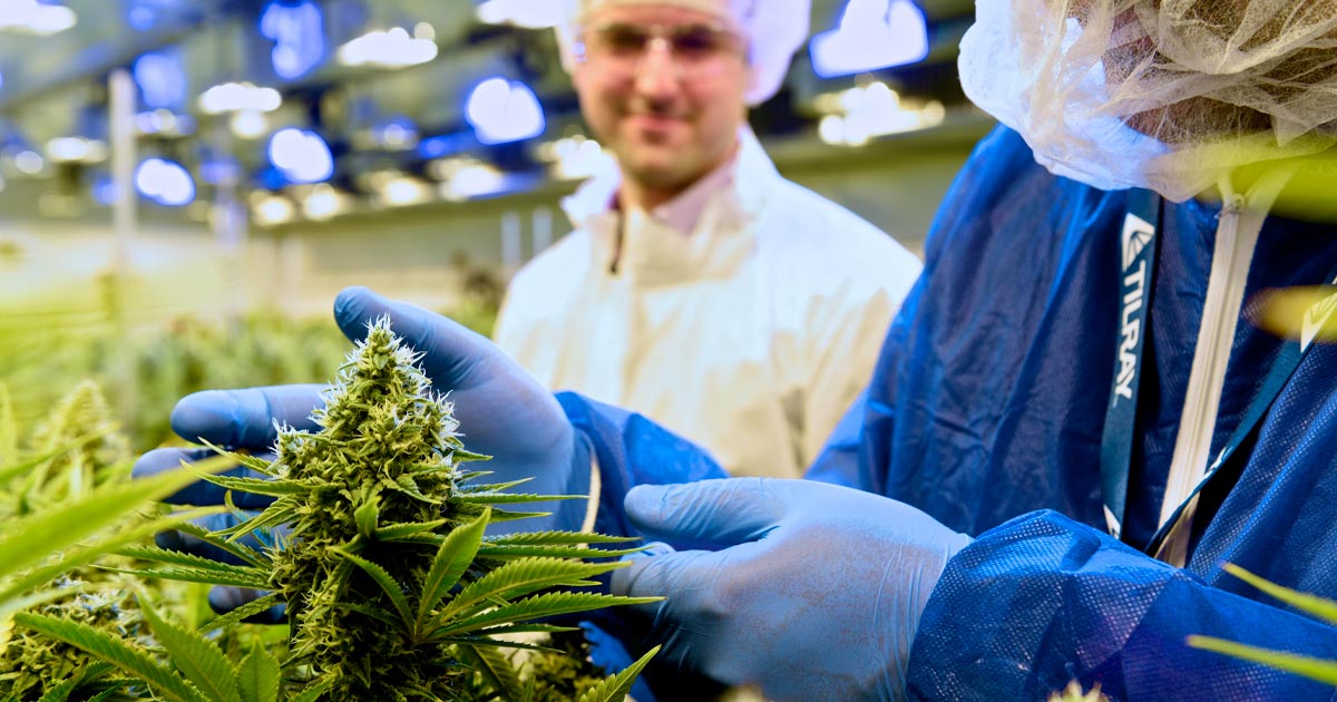 Tilray fournit du cannabis médical en Italie