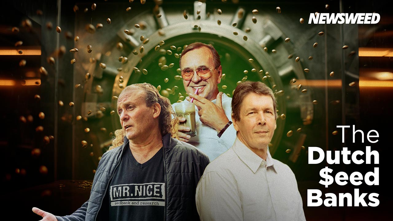 Banques de graines de cannabis néerlandaises