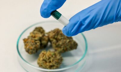 Cancers chez les jeunes et cannabis