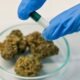 Cancers chez les jeunes et cannabis