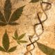 Dieudonné et cannabis