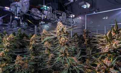 Industrie du cannabis au Canada en 2024