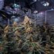 Industrie du cannabis au Canada en 2024