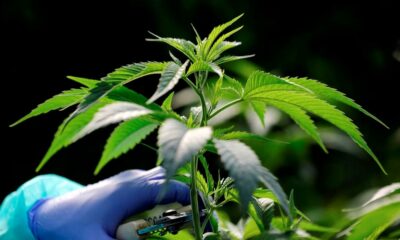 Nouveaux produits du cannabis au Maroc