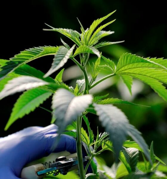 Nouveaux produits du cannabis au Maroc