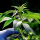 Nouveaux produits du cannabis au Maroc