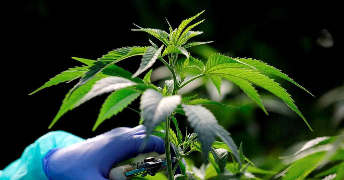 Nouveaux produits du cannabis au Maroc