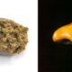 Résine ou rosin