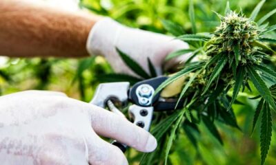 Export de cannabis au Sri Lanka