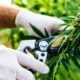 Export de cannabis au Sri Lanka