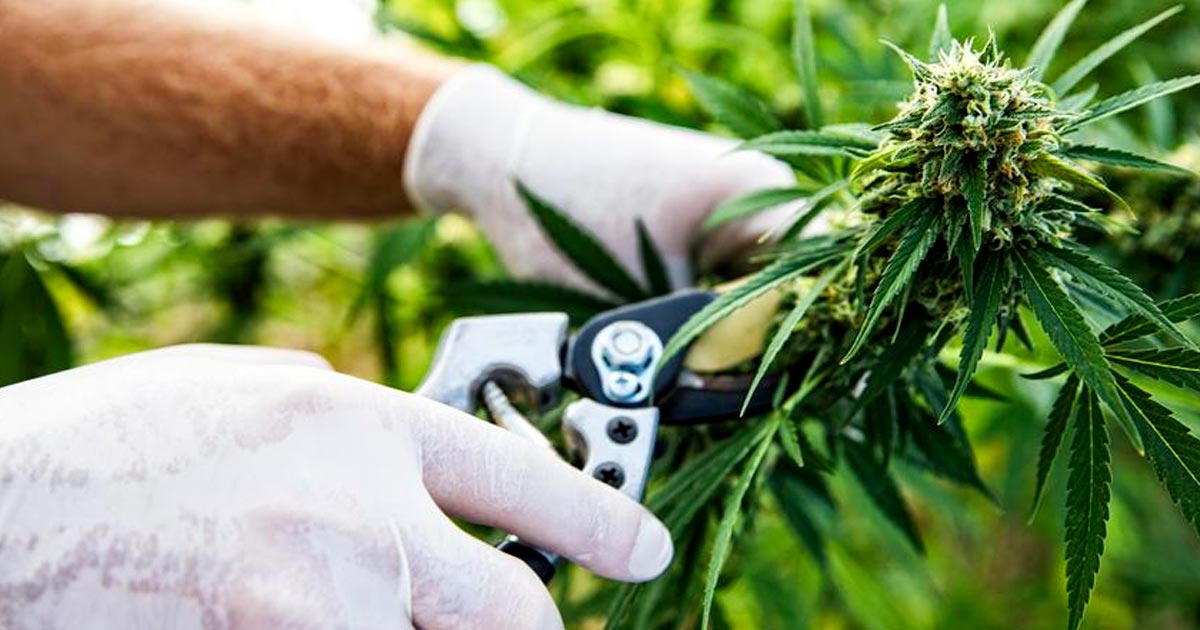 Export de cannabis au Sri Lanka