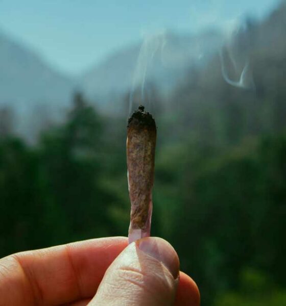 Trail et cannabis