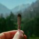 Trail et cannabis